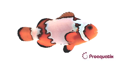 Premium Snowflake Clownfish – Proaquatix