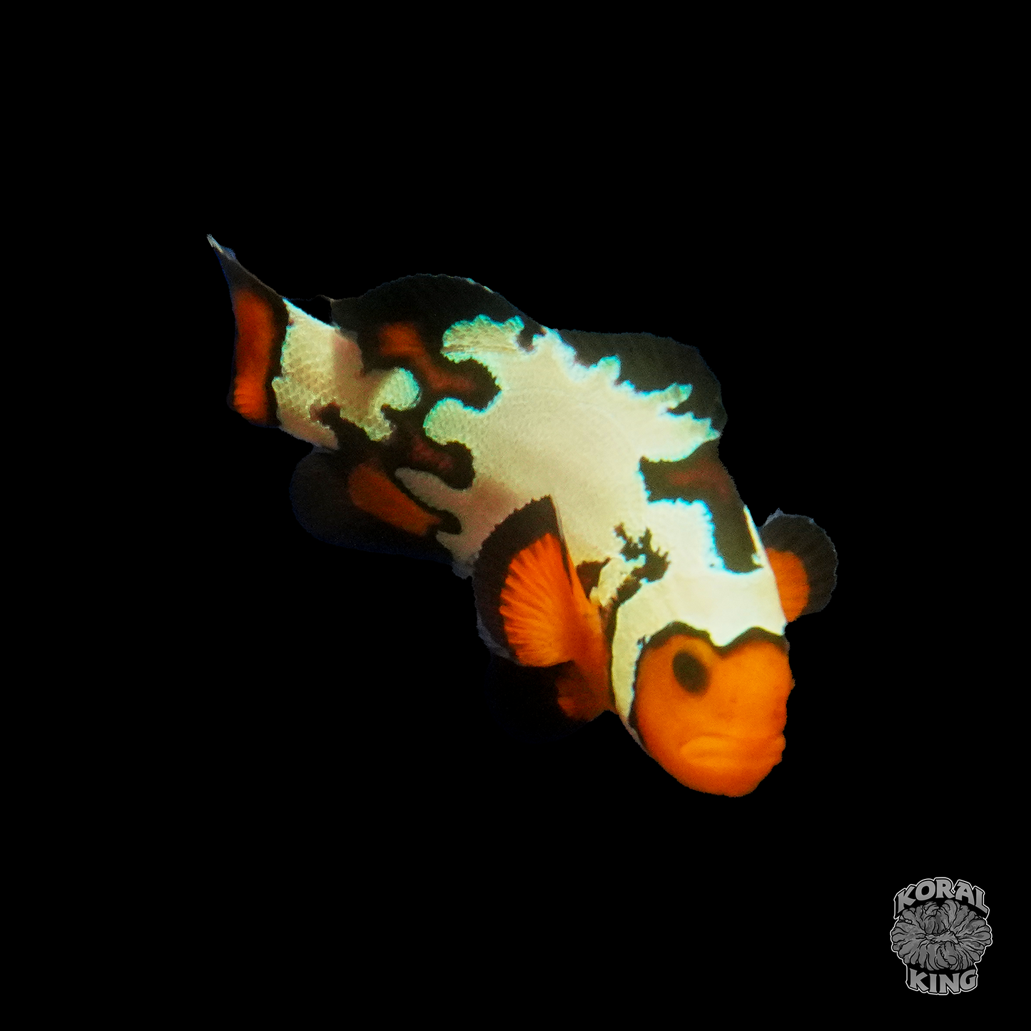 Premium Black Ice Clownfish