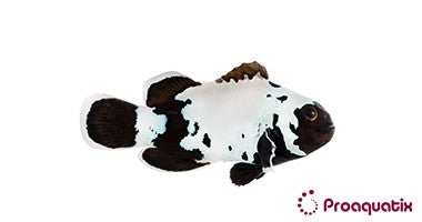 Premium Black Snowflake Clownfish – Proaquatix