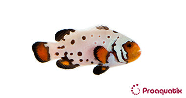 Premium Frostbite Clownfish – Proaquatix