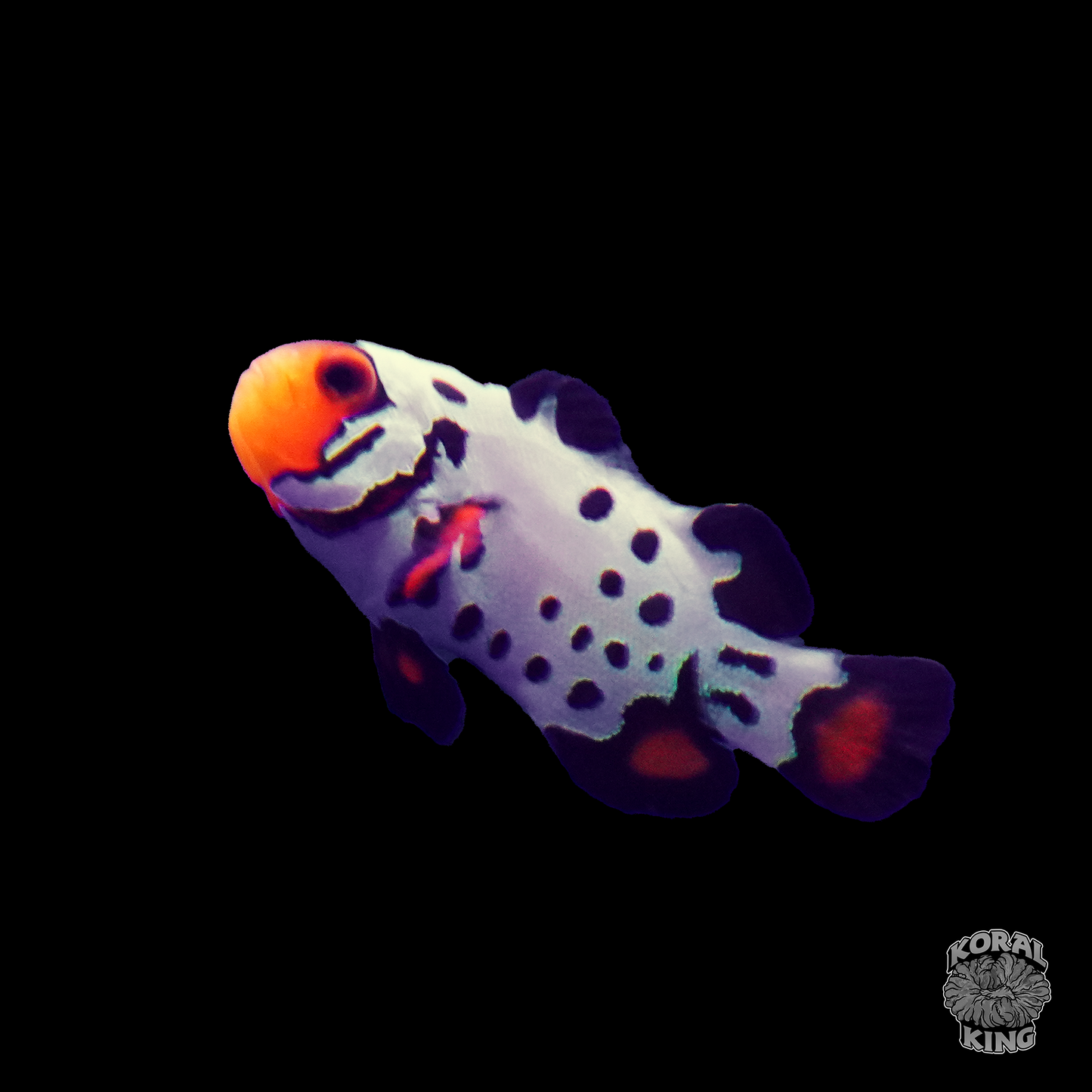 Premium Frostbite Clownfish - Koral King