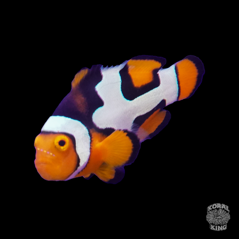 Premium Nebula Picasso Clownfish - Koral King