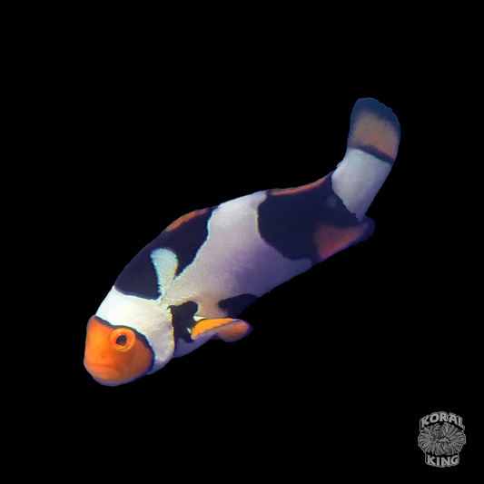Premium Onyx Picasso Clownfish - Koral King