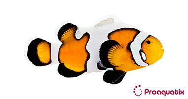 Premium Gladiator (DaVinci) Clownfish – Proaquatix
