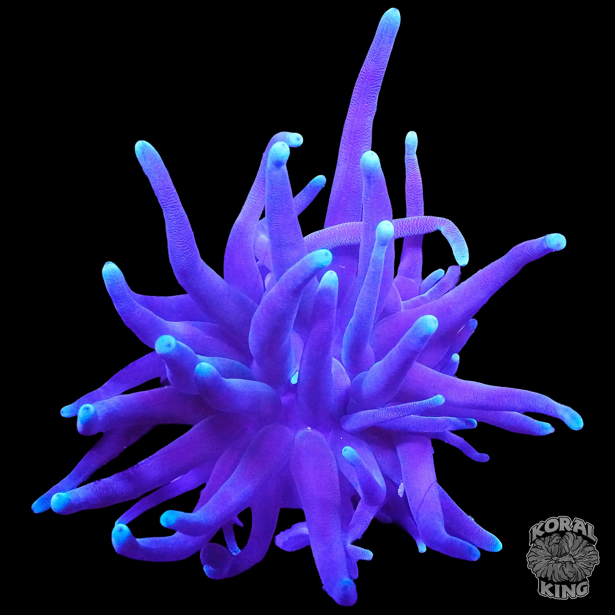 Colonies – Koral King