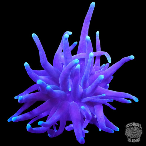 Purple Condy Anenonme