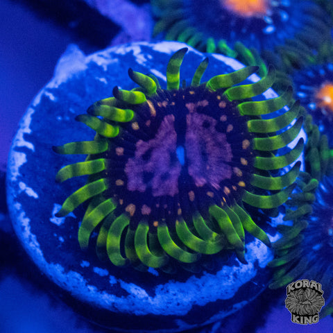 Purple Monster Zoa