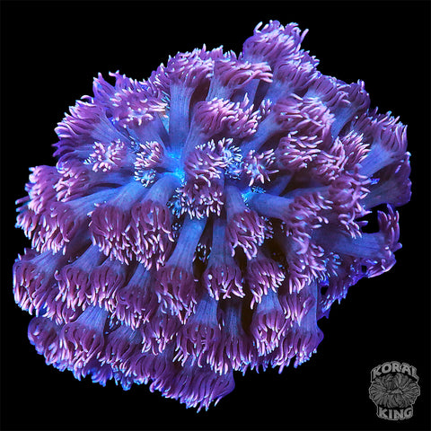Purple Gonipora Colony