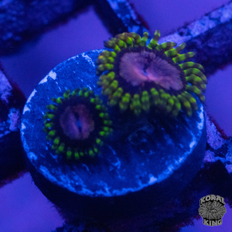Purple Monster Zoa