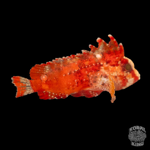 Pygmy Red Rooster Waspfish