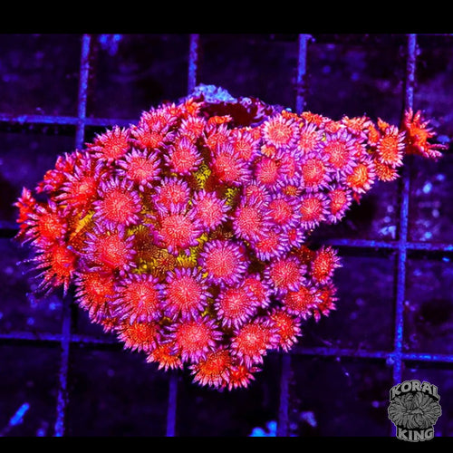 Rainbow Glitter Goniopora Colony