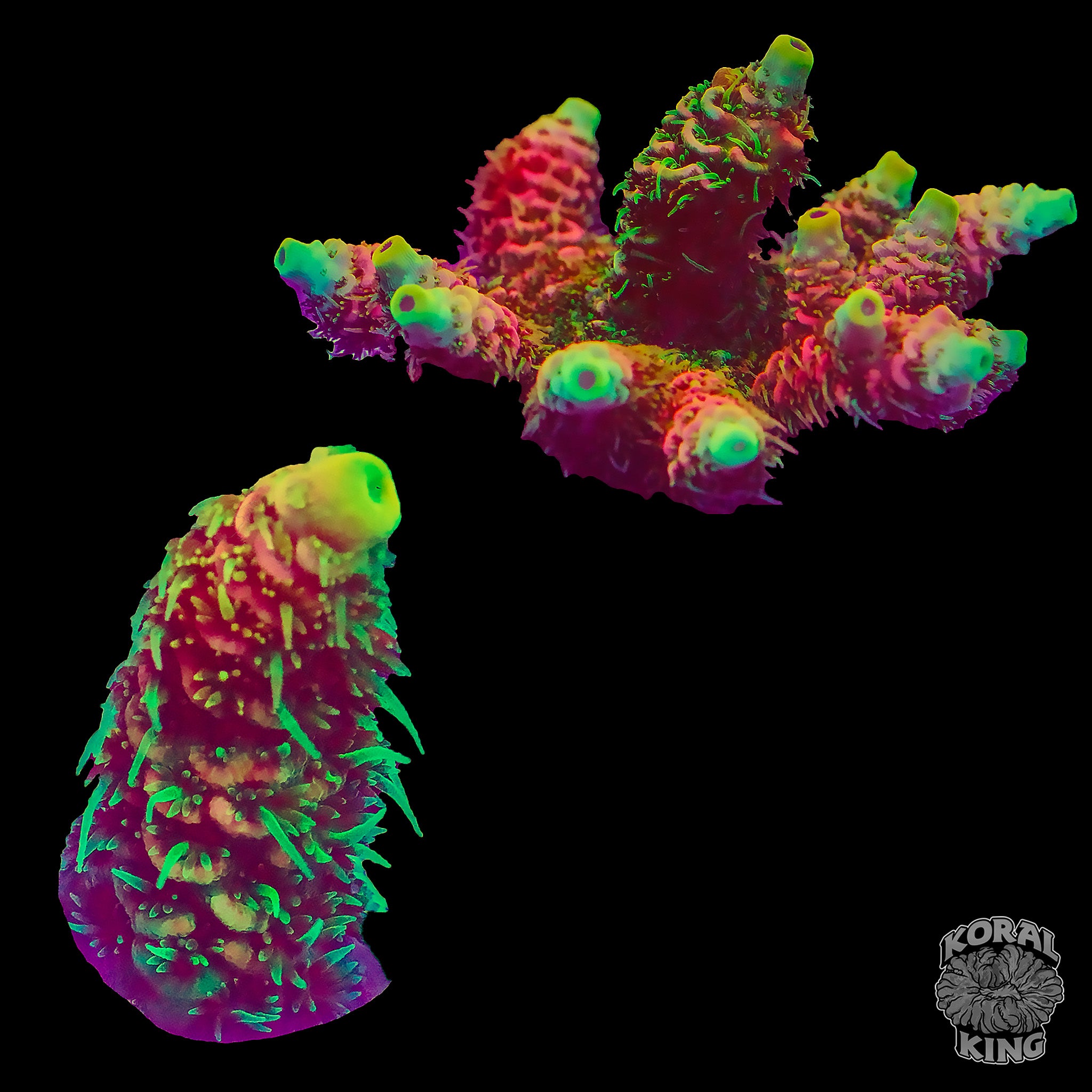 Corals – Koral King