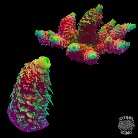 RMF Acid Trip Acropora Frag