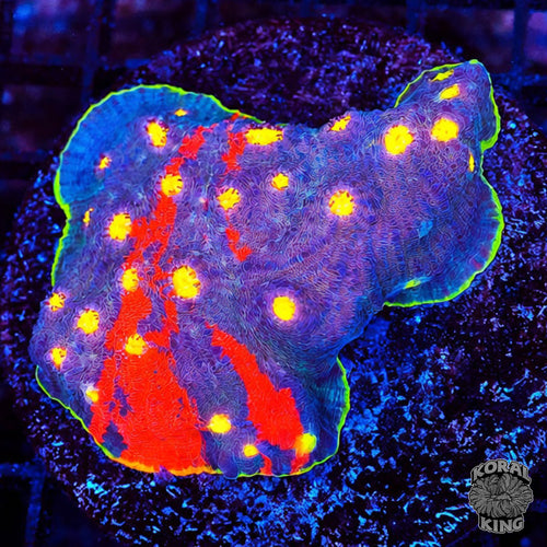 Rainbow Chalice Colony
