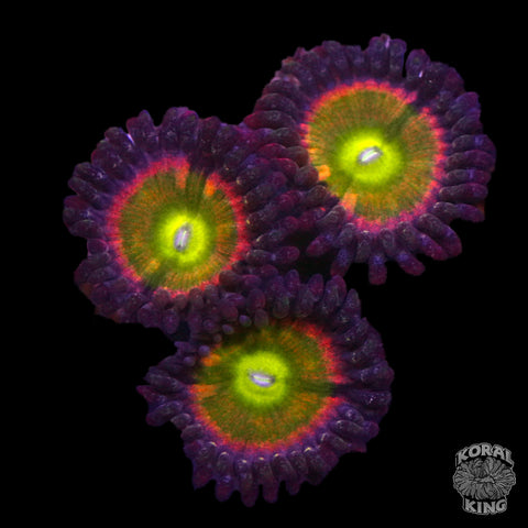 Rainbow Infusion Zoa