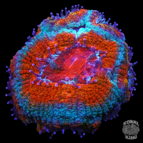 Rainbow Aussie Lord Frag