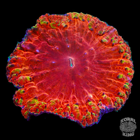Rainbow Blasto Head XL