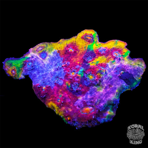 Skittlesplosion Rainbow Chalice Colony