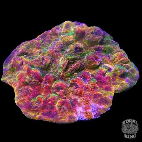 Morphed Rainbow Chalice Colony