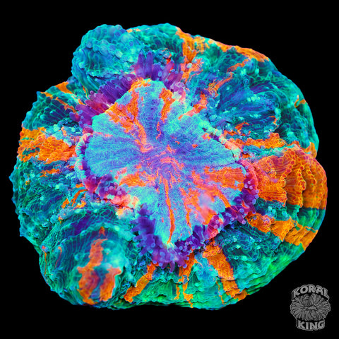 Rainbow Delight Acantho