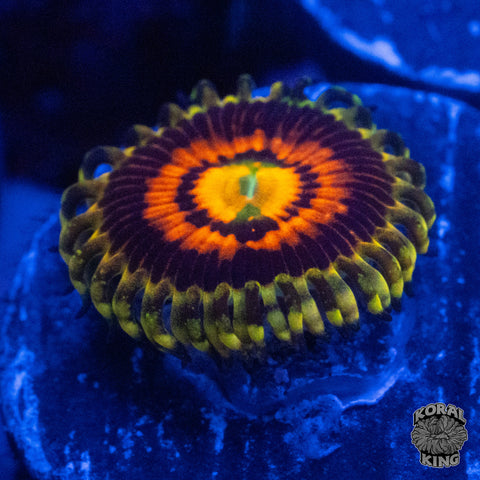 Rainbow Infusion Zoa