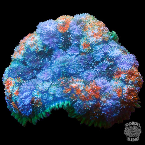 Rainbow Pincushion Mushroom XL