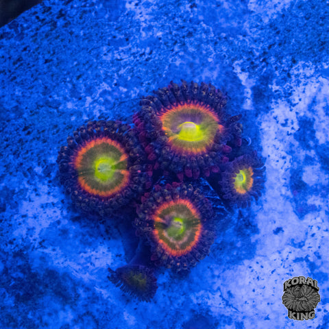 Rainbow Incinerator Zoa