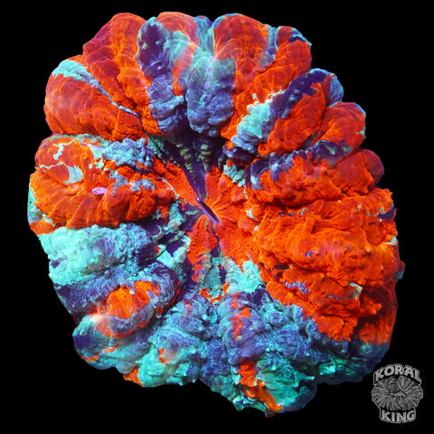 Rainbow Acantho