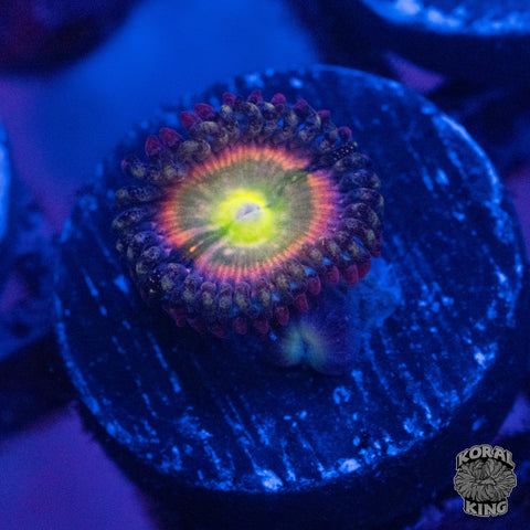 Rainbow Incinerator Zoa