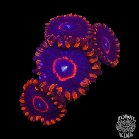 Red Hornet Zoa