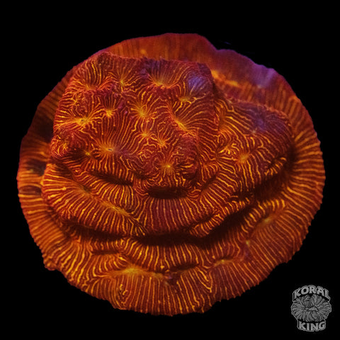 Red Leptoseris