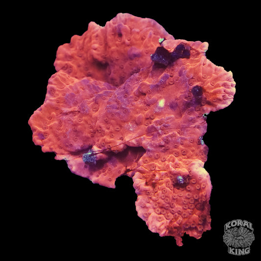 Orange Montipora