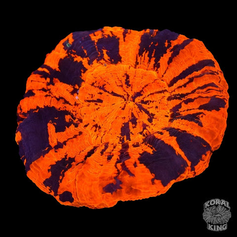 Red Scoly
