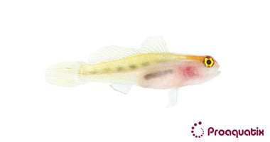 Red Head Goby – Proaquatix