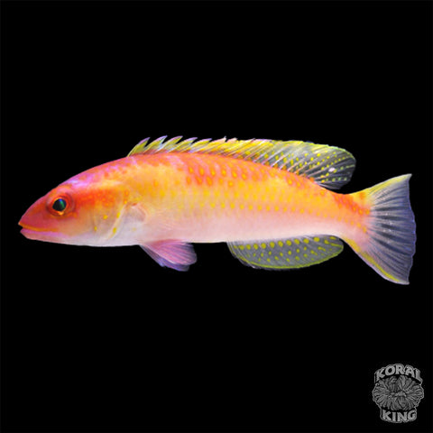 Red Hogfish