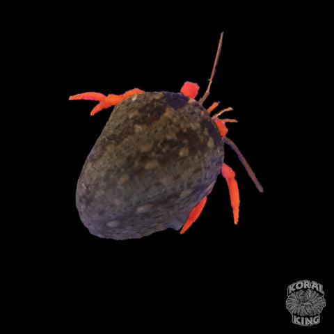 Scarlet Hermit Crab