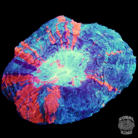 Red Orange Fushion Rainbow Acantho