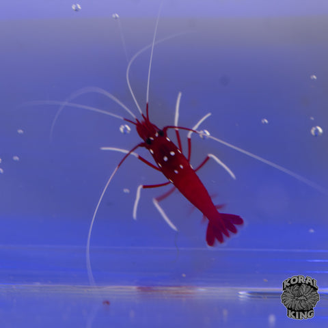 Blood Red Fire Shrimp
