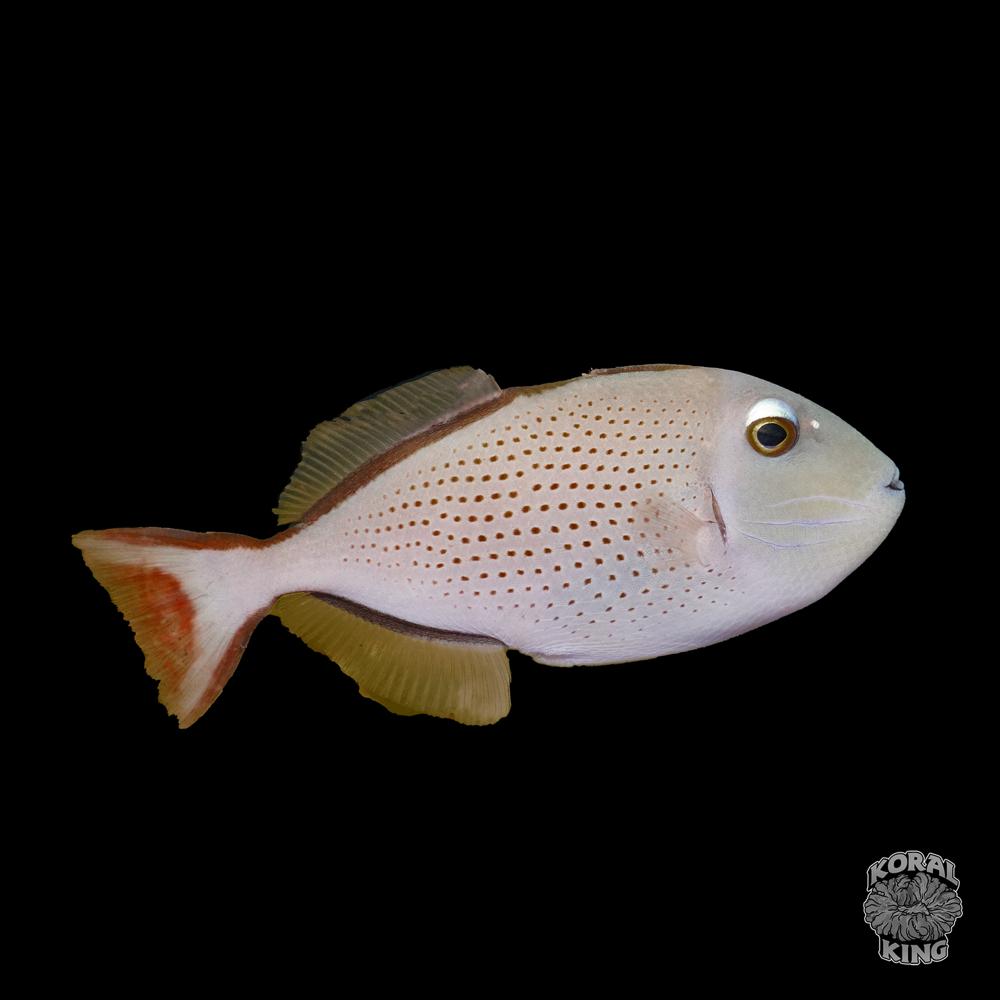 Redtail Triggerfish - Koral King