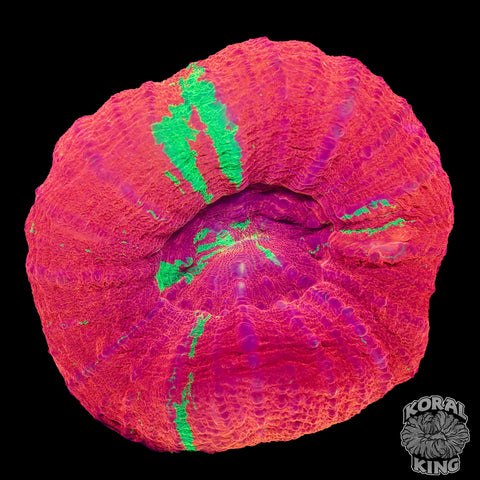 Ultra Reverse Bleeding Apple Scoly