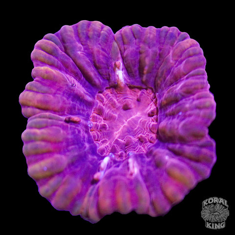 Rose Puff Cynarina