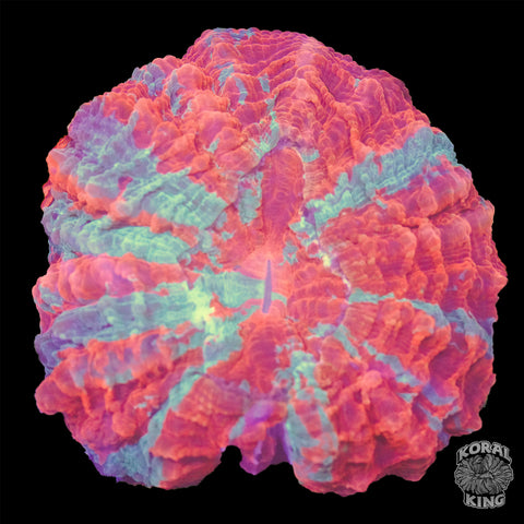 Rosey Tide Acantho