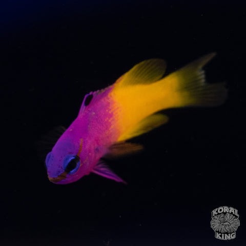 Royal Gramma Basslet