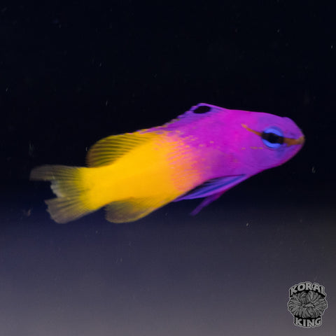 Royal Gramma Basslet