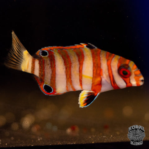 Harlequin Tusk