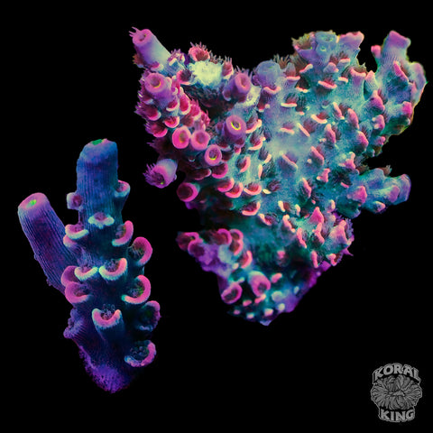 SRC Trollsicle Acropora Coral Frag