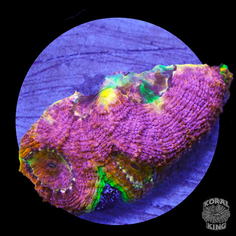 SRC Bubble Yum Ecenata Frag