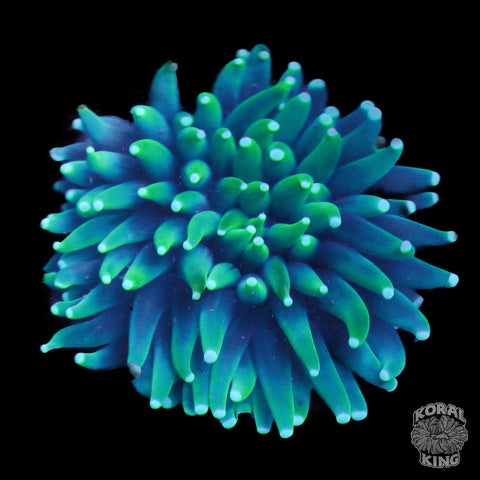 Long Tentacle Neon Green Plate