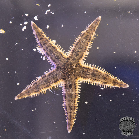 Sand Sifting Starfish