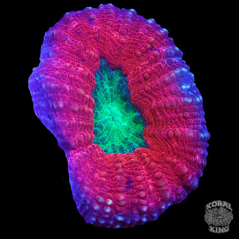 Scarlet Lobophyllia Frag